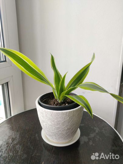 Драцена. Комнатные растения