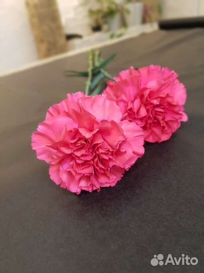 Гвоздика красная цветы