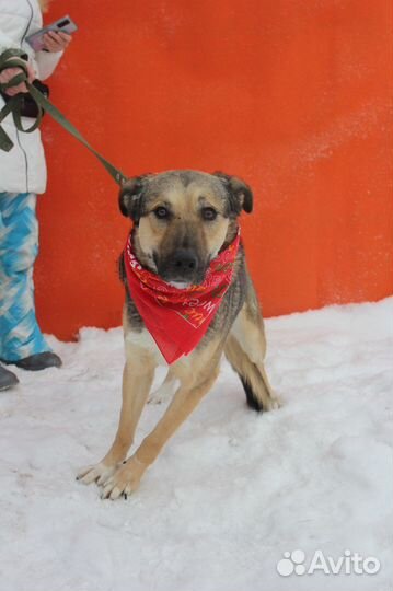 Мирта-трогательная и скромная собаченька ищет дом