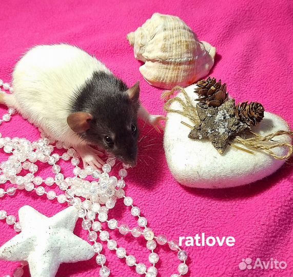 Девочки крысята крысы дамбо