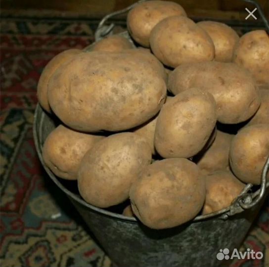 Продам картофель