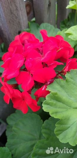 Кркпноцветковая соровая герань - Пеларгония герань