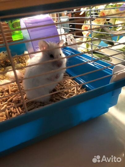 Сирийский хомяк