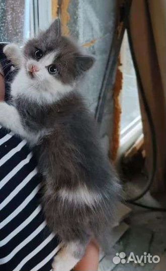 Котенок в добрые руки