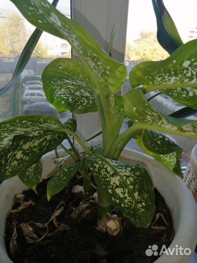 Юкка, деффинбахия, домашняя мята, алоэ