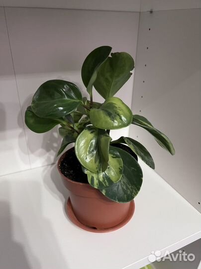 Переромия вариегатная