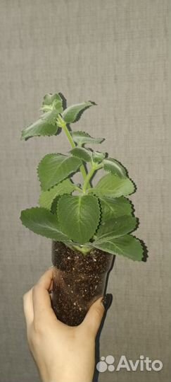 Продам комнатную мяту