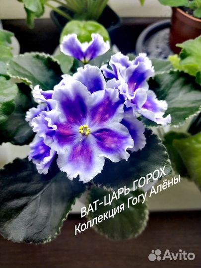 Укорененные черенки с детками фиалок