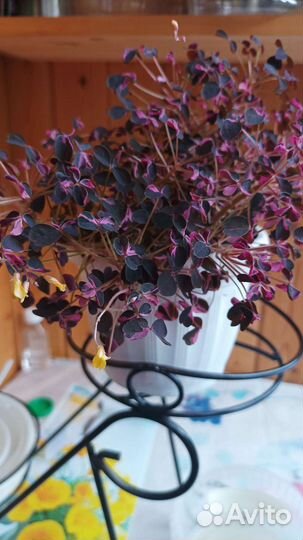 Кислица оксалис