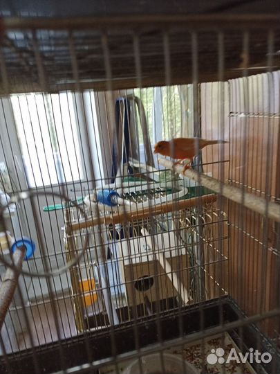 Кенар поющий