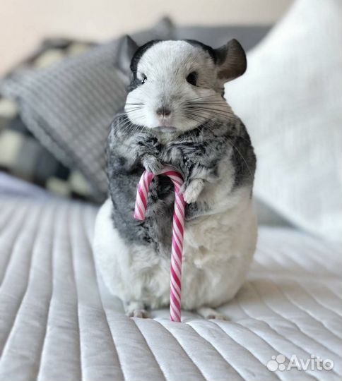 Шиншилла мозайка - подарок неописуемой красоты