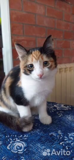 Кошка в дар бесплатно