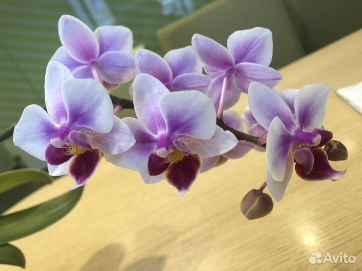 Орхидея фаленопсис