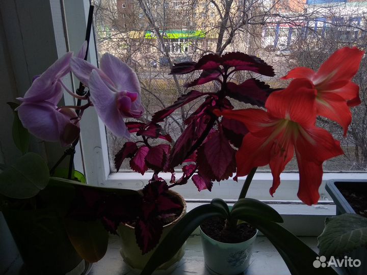 Гиппеаструм