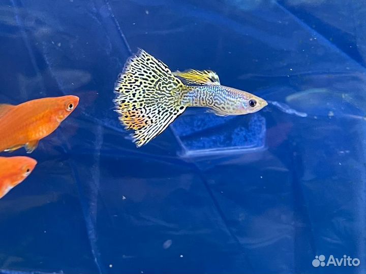 Аквариумные рыбки, Тернеция гло,Данио,меченосцы