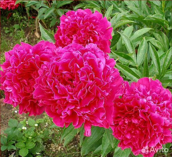 Пионы сортовые