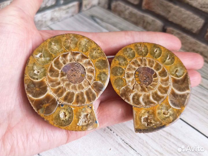 Пара (2 среза) аммонита, 58 мм