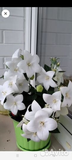 Платикодон