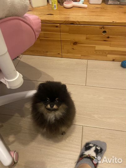 Мини шпиц щенок