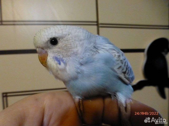 Птенцы волнистый попугай