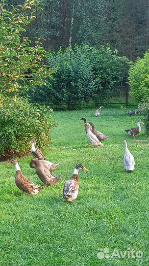 Утки молодые