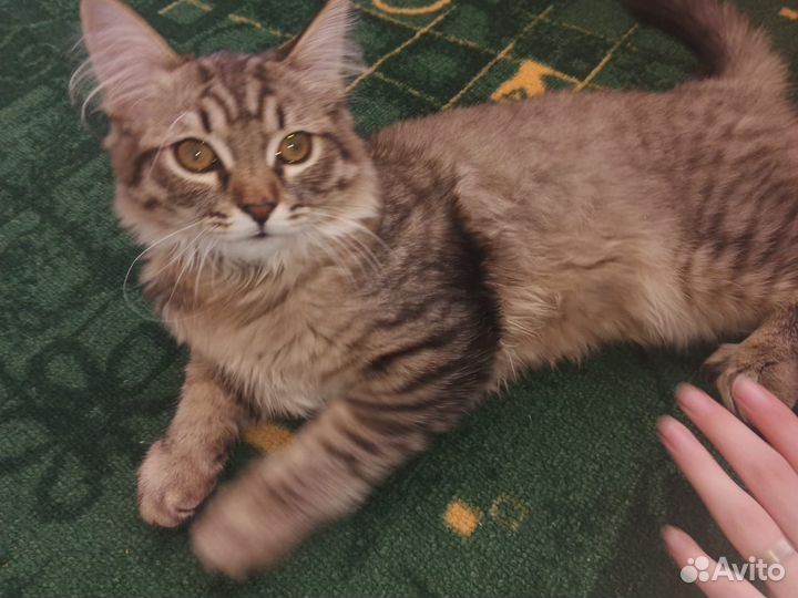 Отдам кота в добрые руки