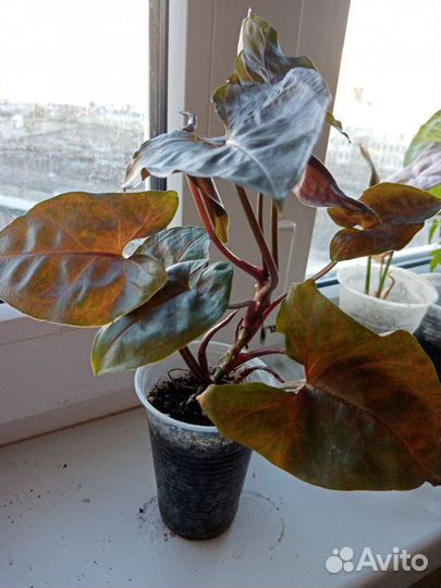 Сингониумы сортовые, отправка почтой