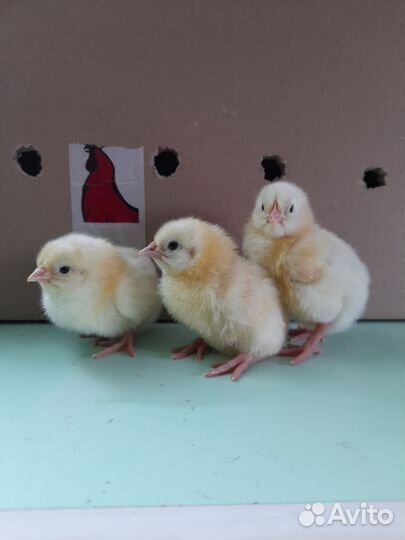Цыплята бройлеры суточные, подрощенные