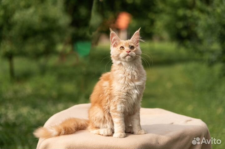 Котята Мэйн Кун