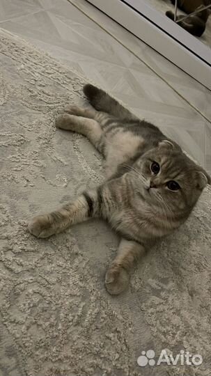 Кот на вязку