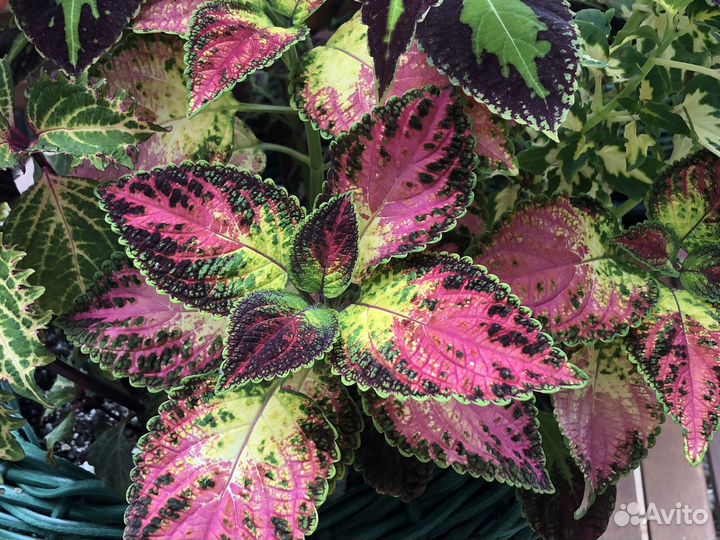 Набор вегетативных растений для сада и балкона