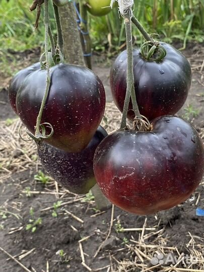 Семена томатов