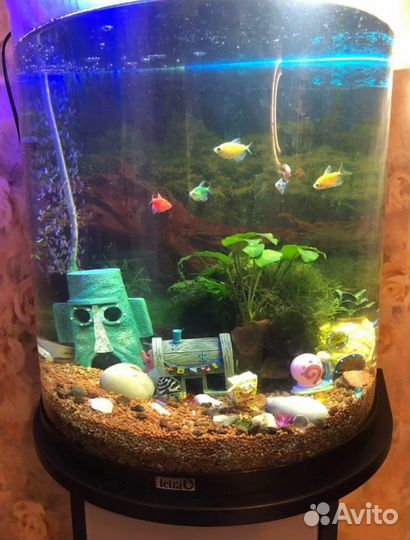 Крутой набор Спанч Боб для аквариума