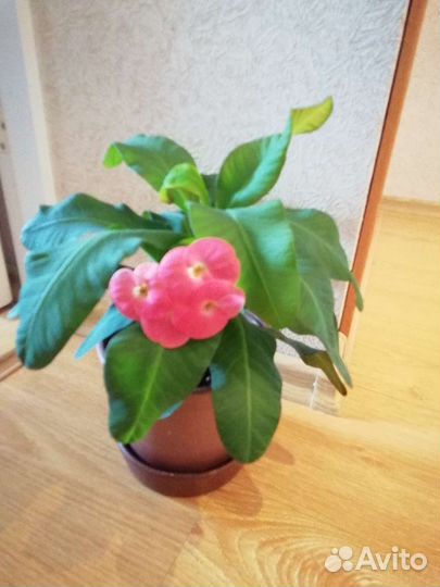 Молочай миля крупноцветковый