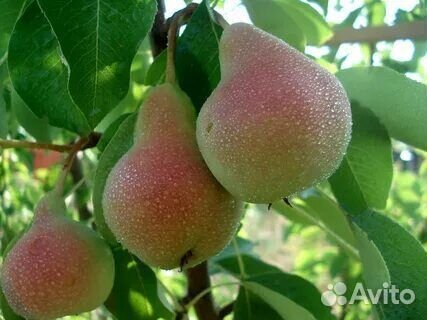 Груша Чижовская Лесная красавица