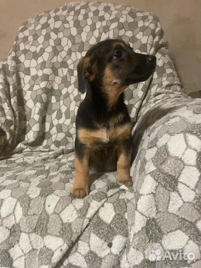 Щенок от мелкой коротколапой собакина испытательно