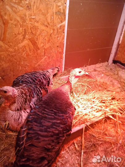 Куры несушки