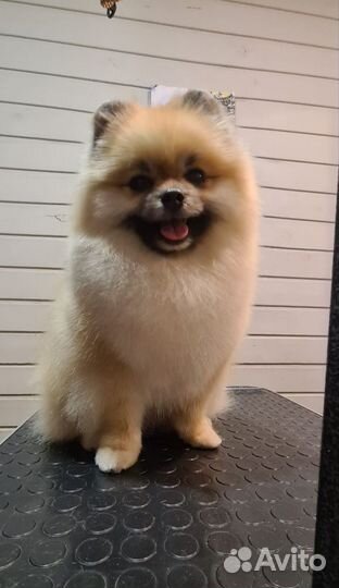 Померанский шпиц вязка