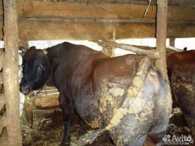 Быки, тёлочки