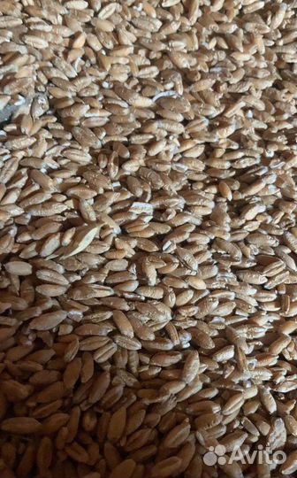 Кормовая кукуруза, Фуражная пшеница на корм