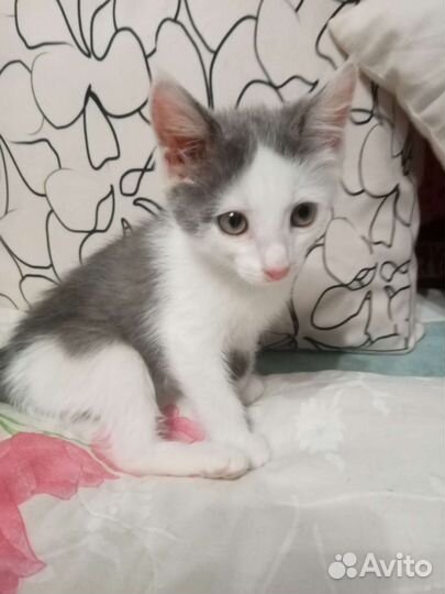 Котята в добрые руки бесплатно