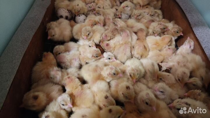 Перепела/инкуб.яйцо