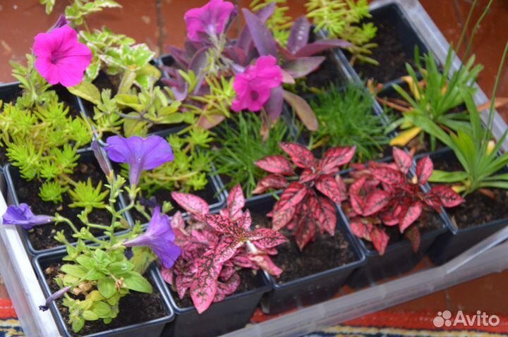 Армерия,Гипоэстес,Петуния,Седум,лобелияплектрантус