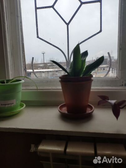 Цветы комнатные (офисные)