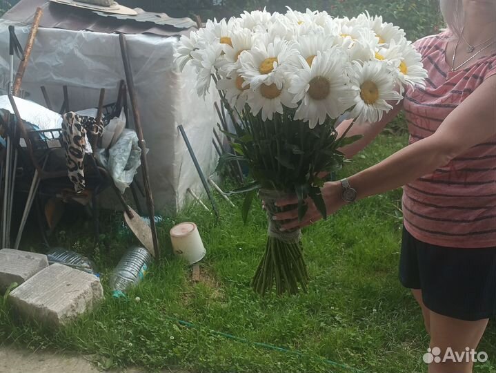 Цветы ромашки