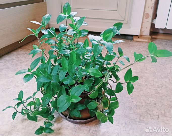 Комнатные растения