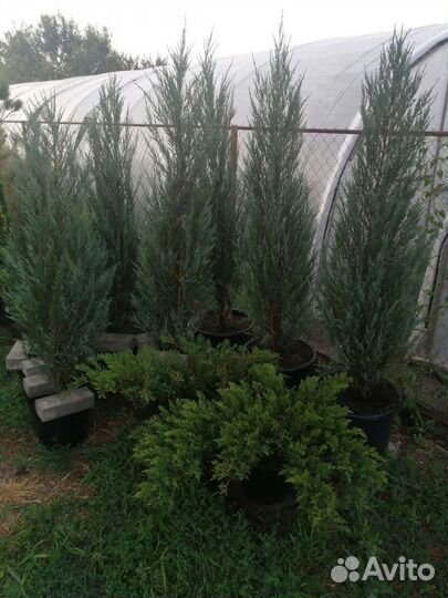 Можжевельник Скальник