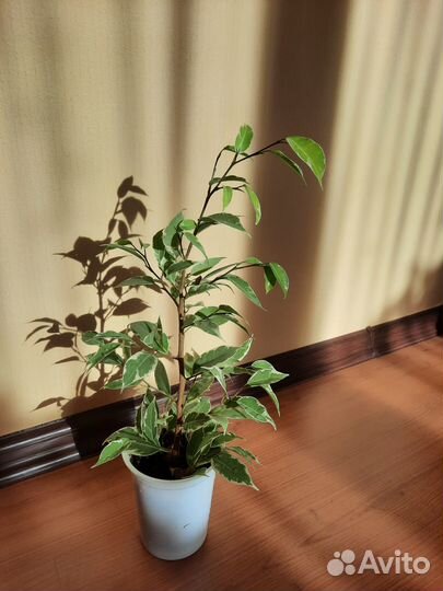 Фикус Бенджамина Голден Кинг