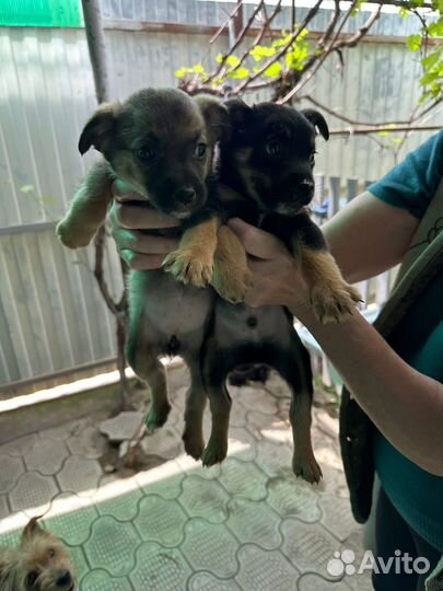 Отдам щеночков в добрые руки