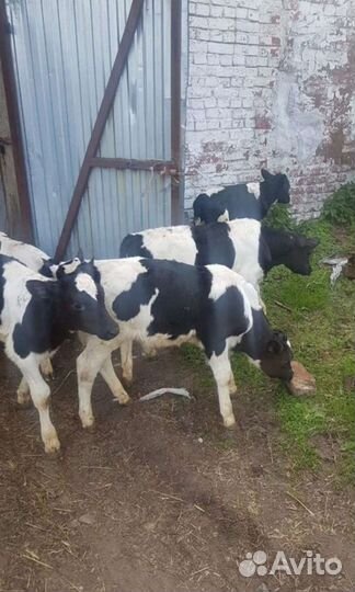 Холмогоры Голштины Бычки Тёлки